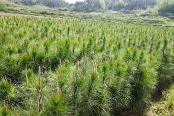 出售30公分湿地松13*15杯苗量大价优