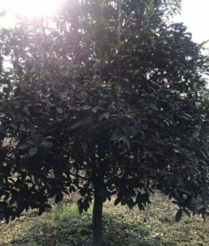 大量供应三湖锦绣黄桃，四两以上，保证每天4000斤