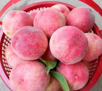 红桃一口爆汁 口感超超超甜售价仅10元一斤