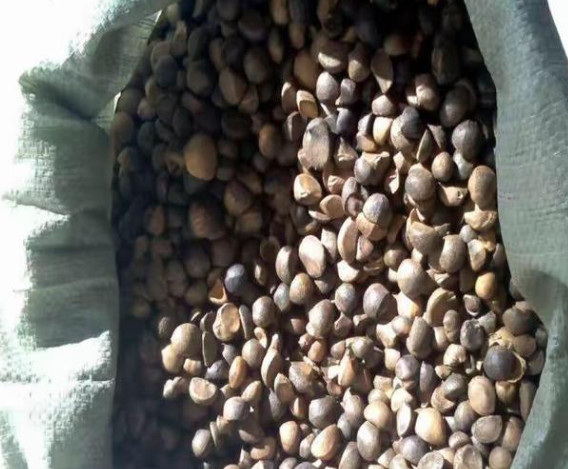 茶籽米，茶籽油