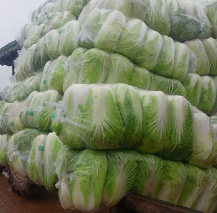 供应优质大白菜