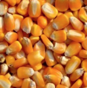 长期采购:玉米小麦次粉麸皮高粱DDGS等各种饲料原料