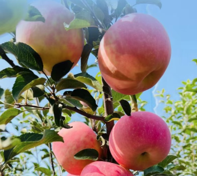 陕西省延安市延长县早熟弘田富士