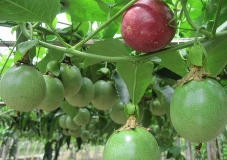 求购广西百香果苗品种